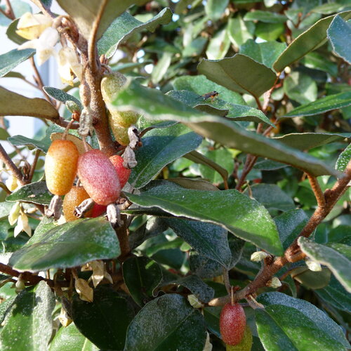 Plant de chalef, elaeagnus ebbingei, eleagnus de ebbing, racines nues