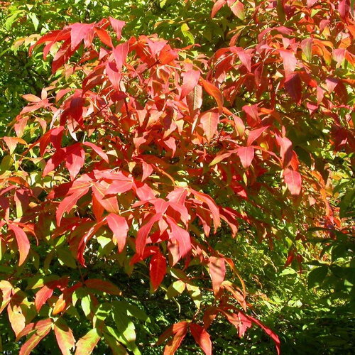 3 graines acer triflorum