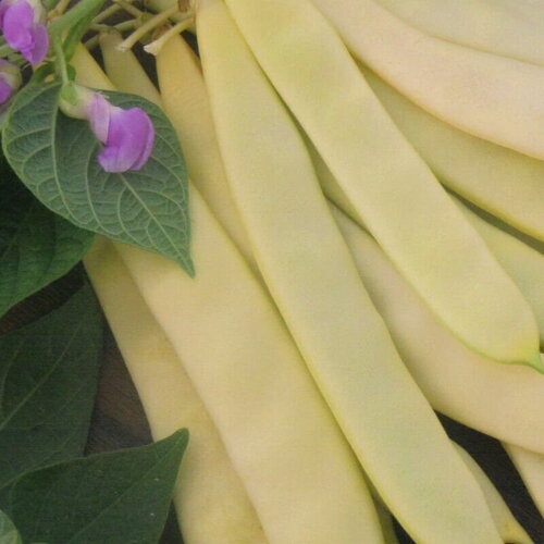 20 graines de haricot nain supernano giallo, phaseolus vulgaris