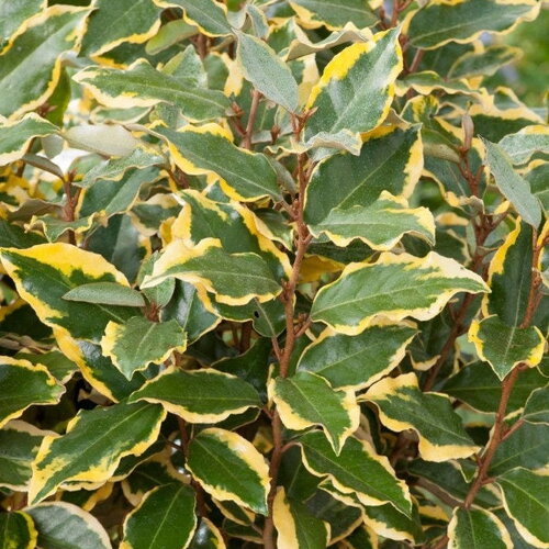 Boutures de chalef, elaeagnus ebbingei &quot;viveleg&quot;