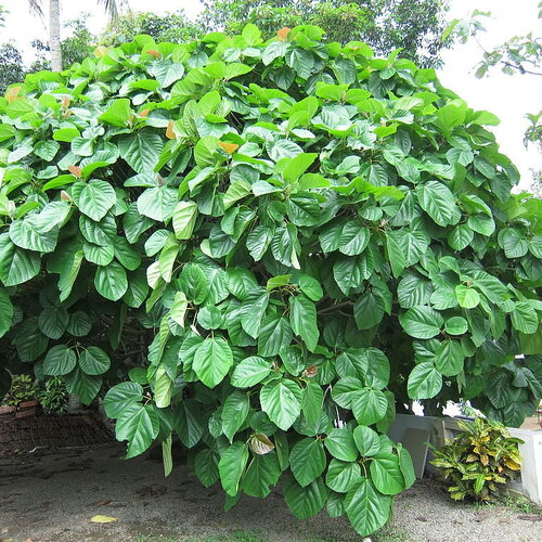 10 graines de ficus auriculata, figuier de roxburgh