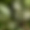 3 graines chalef argenté, elaeagnus commutata