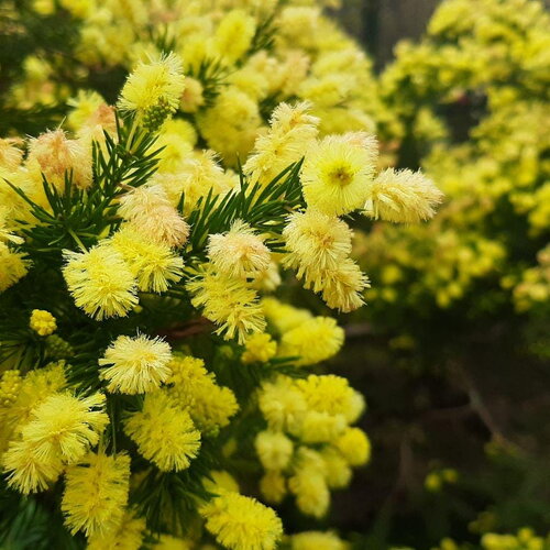3 graines acacia riceana, mimosa de ricé