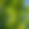3 graines alnus incana, aulne blanc, aulne de montagne