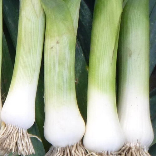 50 graines de poireau bleu de solaise, allium porrum