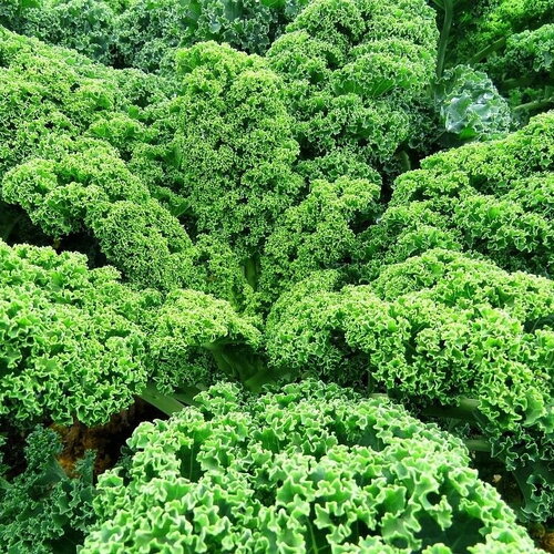 50 graines de chou nain vert frisé, chou kale