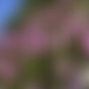 25 graines de saponaire de montpellier, saponaria ocymoides, saponaire des rochers, saponaire faux basilic, saponaire rose