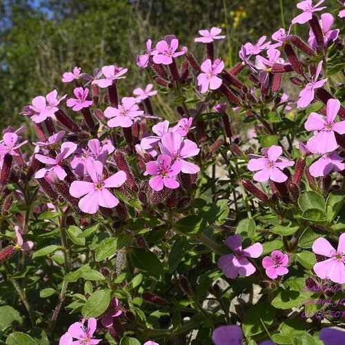 25 graines de saponaire de montpellier, saponaria ocymoides, saponaire des rochers, saponaire faux basilic, saponaire rose