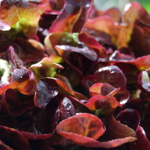 50 graines de laitue salad bowl rouge, lactuca sativa