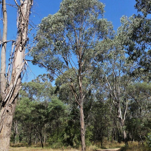 3 graines eucalyptus camphora, gommier des marais