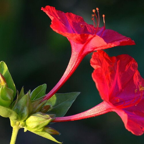 20 graines de belle de nuit, mirabilis jalapa