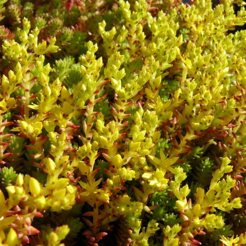30 graines sedum floriferum