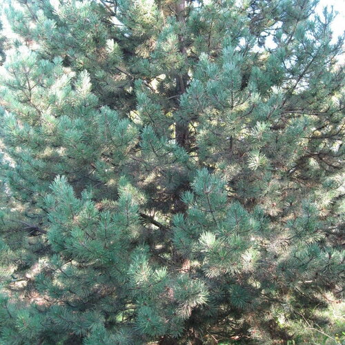 10 graines de pin laricio de corse, pinus nigra corsicana
