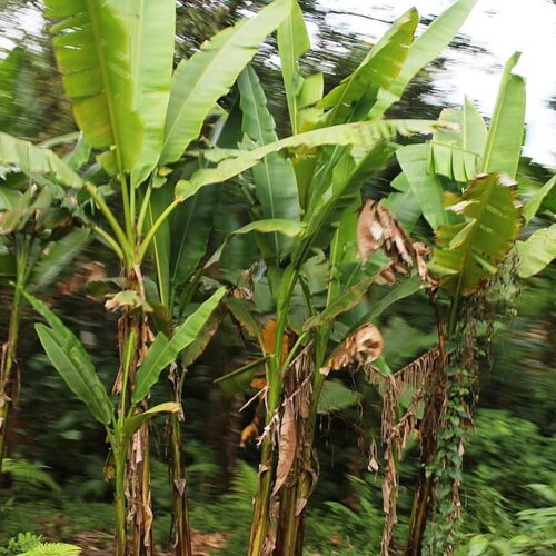 3 graines musa textilis &quot;borneo&quot;, bananier