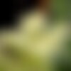 30 graines sedum sediforme, orpin de nice