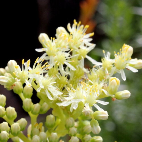 30 graines sedum sediforme, orpin de nice
