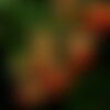 10 graines de buisson ardent, pyracantha angustifolia