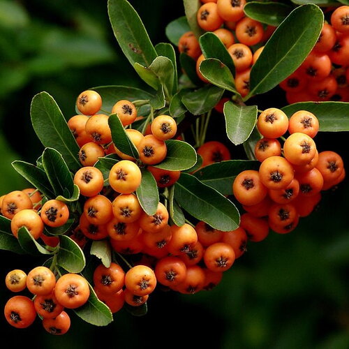 10 graines de buisson ardent, pyracantha angustifolia