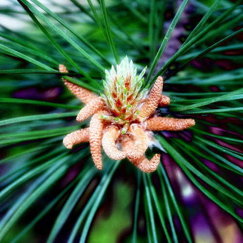 10 graines de pin parasol, pin pignon, pinus pinea