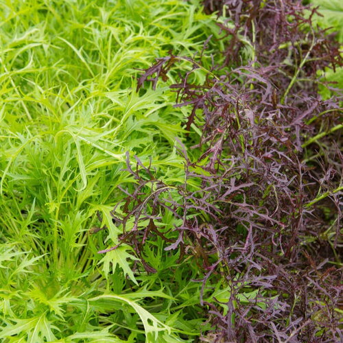 50 graines de chou mizuna vert, brassica rapa