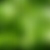 30 graines de basilic genovese,  ocimum basilicum