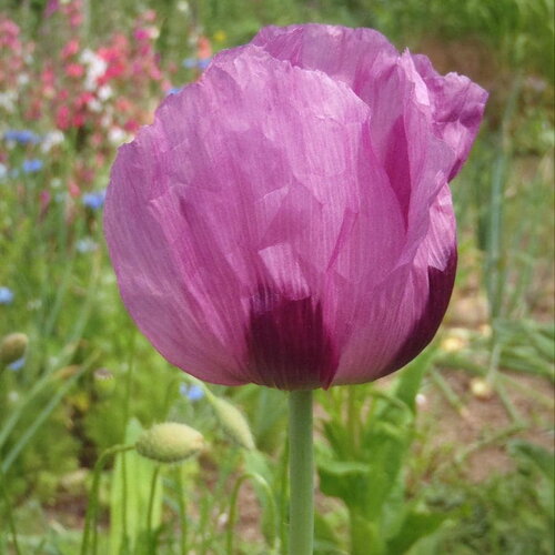 40 graines de pavot bleu hongrois, papaver somniferum, fleur bleue violet