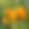25 graines de tomate banana legs, solanum lycopersicum