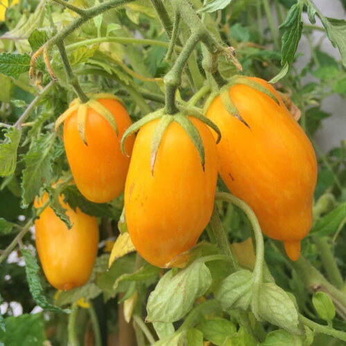25 graines de tomate banana legs, solanum lycopersicum