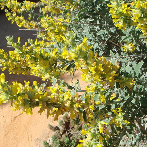 3 graines anthyllis cytisoides, anthyllide faux-cytise