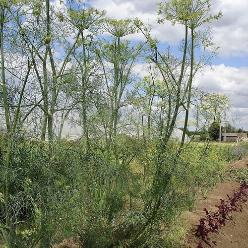 50 graines d'aneth, anethum graveolens