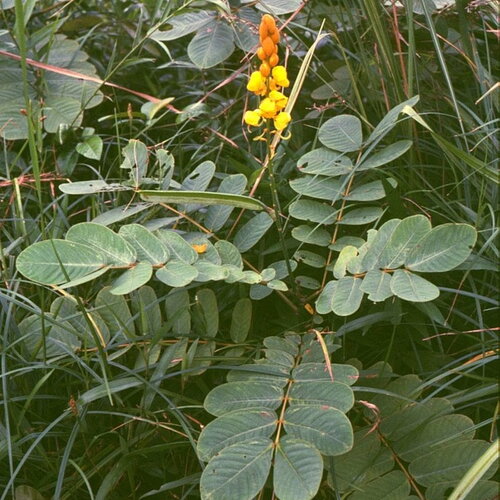10 graines de dartrier, cassia alata, senna alata, casse ailé