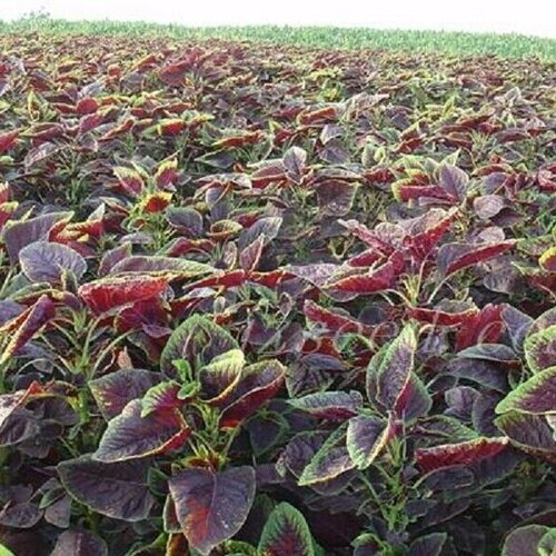 25 graines d'amaranthe de chine brède, amaranthus tricolor, amarante tricolore, amarante fournaise