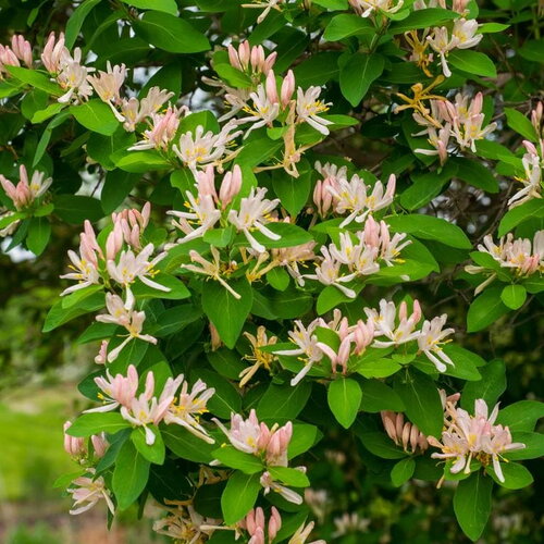 3 graines de chèvrefeuille d'hiver, lonicera fragrantissima