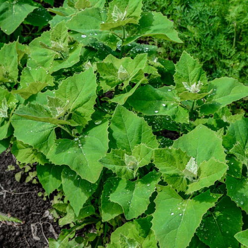 25 graines atriplex hortensis, arroche des jardins &quot;plume verte&quot;