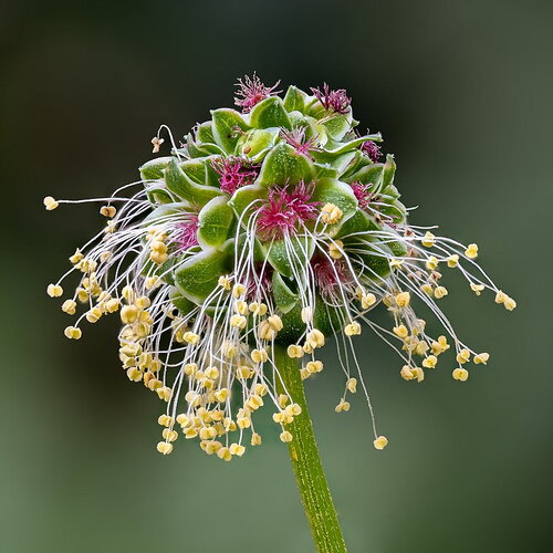 20 graines de pimprenelle, sanguisorba minor, sanguisorbe