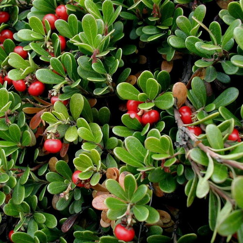 7 graines de raisins d'ours arctostaphylos uva-ursi busserole