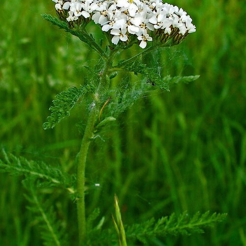 25 graines d'achillée millefeuille blanche, achillea millefolium
