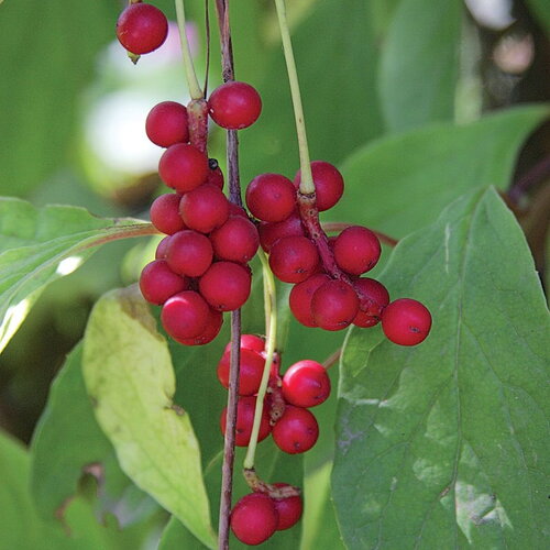10 graines schisandra chinensis, graine aux cinq saveurs