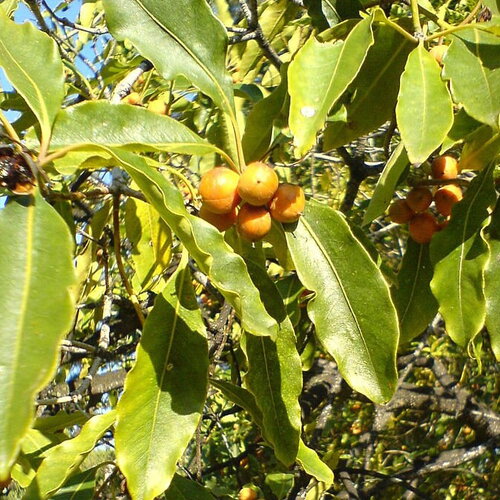 5 graines de pittosporum undulatum, pittosporum sucré