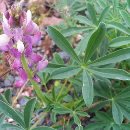10 graines de lupin d'espagne, lupinus hispanicus