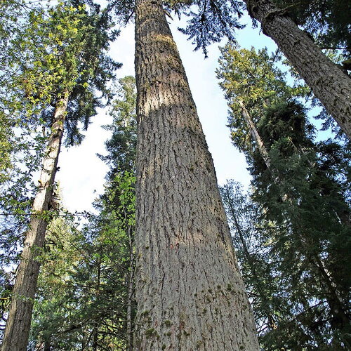 10 graines de douglas vert, sapin de douglas, pseudotsuga menziesii