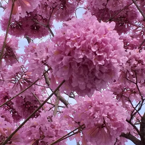 3 graines tabebuia rosea, lapacho, tabebuia rose, maquilíshuat