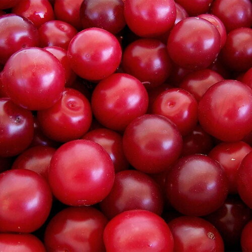 3 graines prunus cerasifera prunier myrobolan prunier-cerise porte-greffe plum cherry