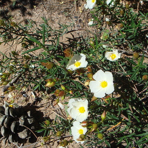 30 graines de ciste du liban, cistus libanotis