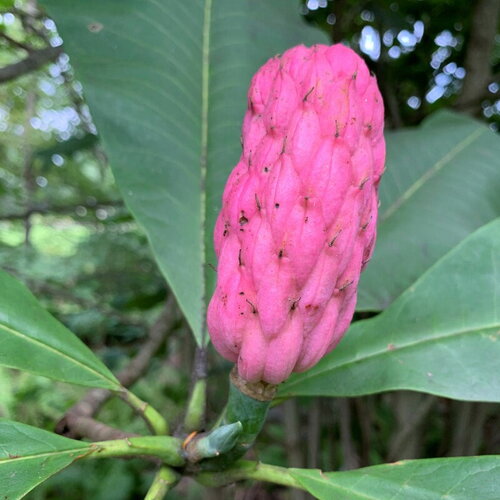 3 graines magnolia tripetala, magnolia parasol