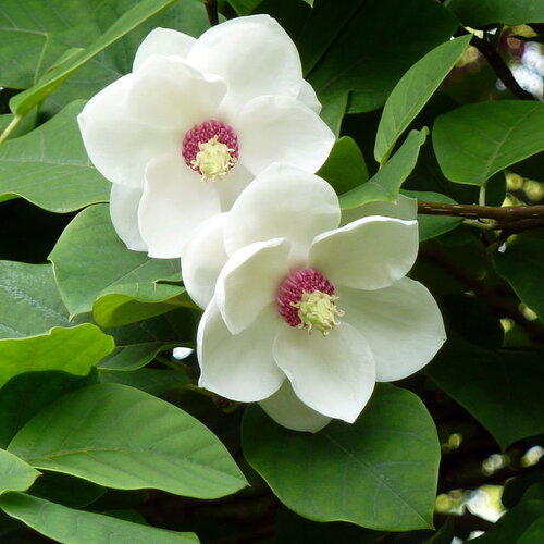3 graines magnolia de siebold, magnolia sieboldii