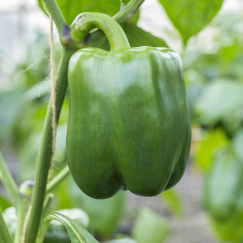 20 graines de poivron doux &quot;california wonder&quot;, capsicum annuum