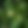 3 graines de charme houblon, ostrya carpinifolia