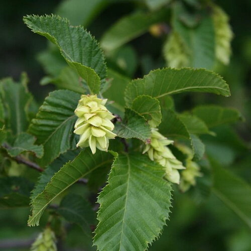 3 graines de charme houblon, ostrya carpinifolia