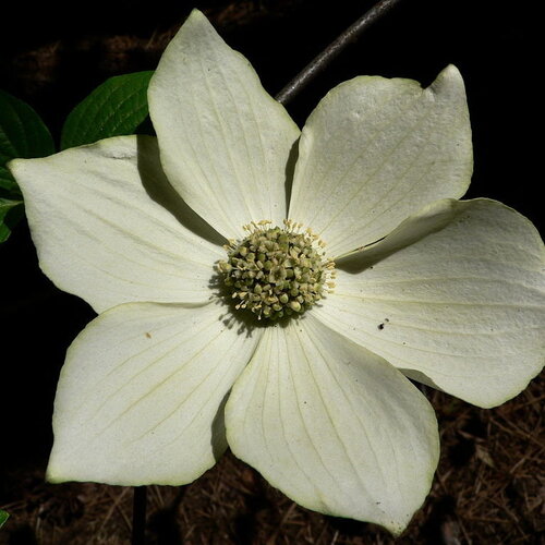 3 graines de cornus nuttallii, cornouiller de nuttall